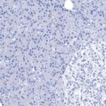TCP-1 delta Antibody in Immunohistochemistry (Paraffin) (IHC (P))