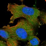 STK16 Polyclonal Antibody