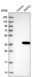 GGPS1 Antibody in Western Blot (WB)