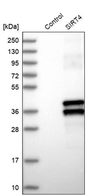 SIRT4 Antibody in Western Blot (WB)