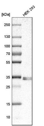 SIRT4 Antibody in Western Blot (WB)