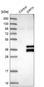 SIRT4 Antibody in Western Blot (WB)