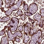 CGA Antibody in Immunohistochemistry (Paraffin) (IHC (P))