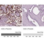 CGA Antibody