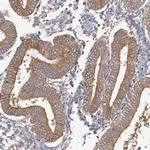 APEH Antibody in Immunohistochemistry (Paraffin) (IHC (P))