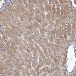 APEH Antibody in Immunohistochemistry (Paraffin) (IHC (P))