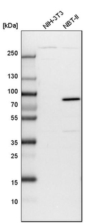 APEH Antibody in Western Blot (WB)