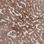 ALDH5A1 Antibody in Immunohistochemistry (Paraffin) (IHC (P))
