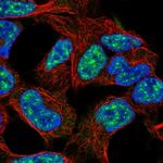 E2F3 Polyclonal Antibody