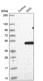 SMS Antibody in Western Blot (WB)