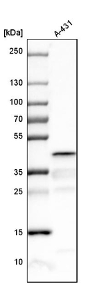 SMS Antibody in Western Blot (WB)