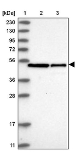 SMS Antibody in Western Blot (WB)