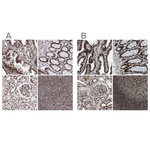 NuMA Antibody in Immunohistochemistry (Paraffin) (IHC (P))
