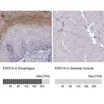 ERO1L Antibody