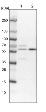 ERO1L Antibody in Western Blot (WB)