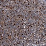 SERPINB9 Antibody in Immunohistochemistry (Paraffin) (IHC (P))