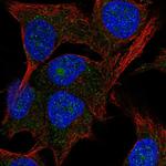 PAK1IP1 Polyclonal Antibody