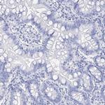 Filaggrin Antibody in Immunohistochemistry (Paraffin) (IHC (P))