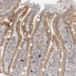 Afadin Antibody in Immunohistochemistry (Paraffin) (IHC (P))
