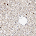 Afadin Antibody in Immunohistochemistry (Paraffin) (IHC (P))