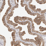 Afadin Antibody in Immunohistochemistry (Paraffin) (IHC (P))