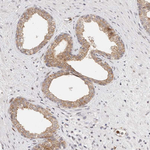 Afadin Antibody in Immunohistochemistry (Paraffin) (IHC (P))