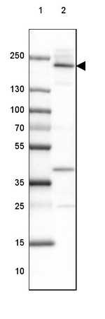 Afadin Antibody in Western Blot (WB)