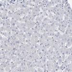 MX2 Antibody in Immunohistochemistry (Paraffin) (IHC (P))