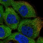 ERK3 Polyclonal Antibody