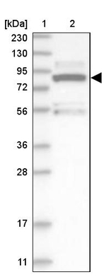 ERK3 Antibody in Western Blot (WB)