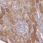 DEAF1 Antibody in Immunohistochemistry (Paraffin) (IHC (P))