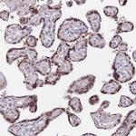 DEAF1 Antibody in Immunohistochemistry (Paraffin) (IHC (P))
