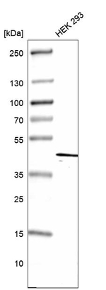 DEAF1 Antibody in Western Blot (WB)