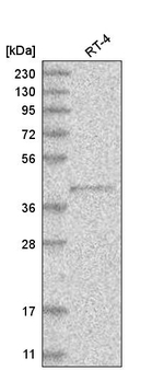 PM20D2 Antibody in Western Blot (WB)