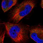 XPNPEP1 Polyclonal Antibody