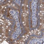 XPNPEP1 Antibody in Immunohistochemistry (Paraffin) (IHC (P))