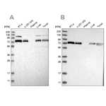 XPNPEP1 Antibody in Western Blot (WB)