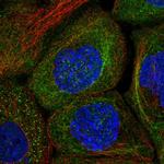 XPNPEP1 Antibody in Immunocytochemistry (ICC/IF)