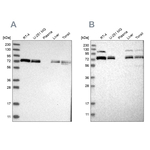 XPNPEP1 Antibody in Western Blot (WB)