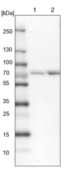 XPNPEP1 Antibody in Western Blot (WB)