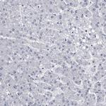 Prostasin Antibody in Immunohistochemistry (Paraffin) (IHC (P))