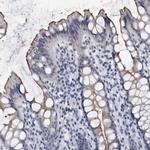 Prostasin Antibody in Immunohistochemistry (Paraffin) (IHC (P))