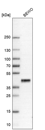 Prostasin Antibody in Western Blot (WB)