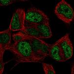 TLX3 Polyclonal Antibody