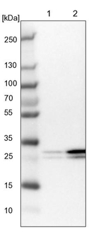eIF4H Antibody in Western Blot (WB)