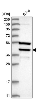 DEDD Antibody in Western Blot (WB)