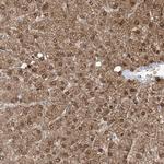 OGT Polyclonal Antibody