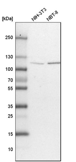 OGT Antibody in Western Blot (WB)