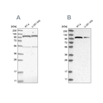 OGT Antibody in Western Blot (WB)