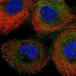 NCK1 Polyclonal Antibody